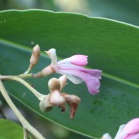 Alpinia nigra (Gaertn.) Burtt